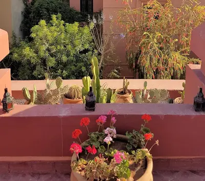 a group of potted plants sitting on a staircase at Riad Al Jawhar in Marrakech