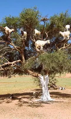 a group of goats standing on top of a tree at Charmant Riad avec piscine, au Coeur de Marrakech in Marrakech