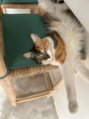 a cat laying on top of a chair at RIAD TIFAWT in Marrakech