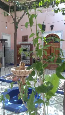 a garden with a bird bath and a plant at Riad Bouchouari 33 in Marrakech