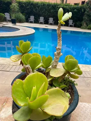 a plant in a pot next to a swimming pool at Résidence Caprice Palace Hivernage in Marrakech