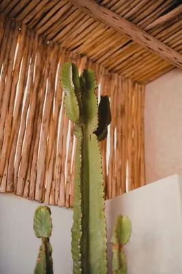 a green cactus sitting on top of a wall at Riad Tizou in Marrakech