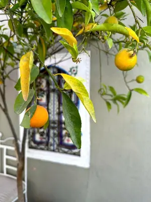 a tree with oranges hanging from a branch at Riad Hna Ben Saleh in Marrakech