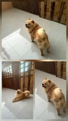 two pictures of a dog laying on the floor at Bonheur Partagé 1 in Marrakech
