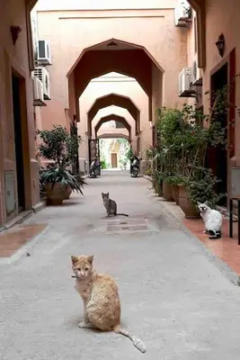 a group of cats sitting in the middle of an alley at Riad Nekhla in Marrakech