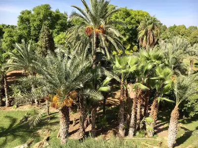 a group of palm trees in a field at Le Havre de paix in Marrakech