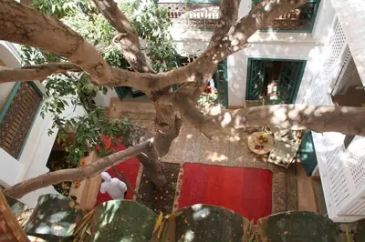 an overhead view of a tree in a house at Riad Dar Zitouna Marrakesh - entire house in exclusivity in Marrakech