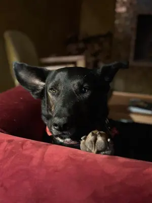 a black dog with a toy in its paw at Riad Alena in Marrakech