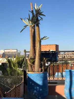 two palm trees in a blue pot on a balcony at riad rose eternelle in Marrakech