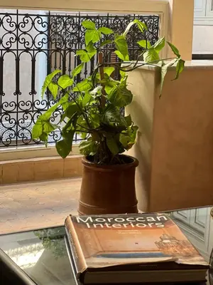 a potted plant sitting on a table next to a window at RIAD TAZZORI in Marrakech