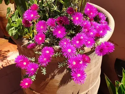 a bunch of purple flowers in a vase at Riad Azawan in Marrakech