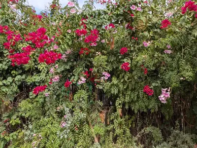 a bunch of pink flowers on a fence at Dar saafia in Marrakech