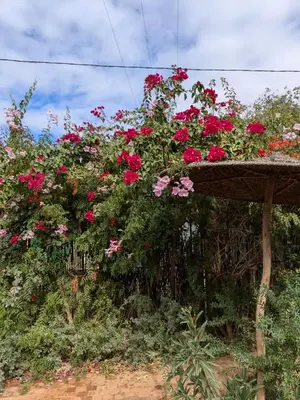 a flower box with red roses on a fence at Dar saafia in Marrakech