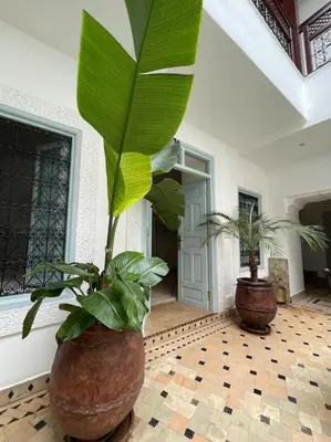 two large potted plants sitting on a floor in a room at Riad Vivre - Design Boutique Riad in Marrakech in Marrakech