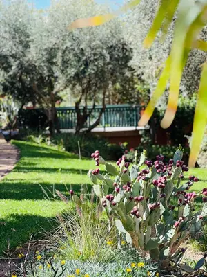a garden with flowers and a bench in the background at Pavillon du Golf - Palmeraie suites in Marrakech