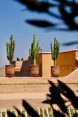a group of cacti in pots on a table at Riad Tzarra in Marrakech