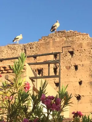 two birds sitting on top of a building at Riad Carina in Marrakech
