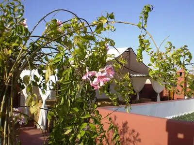 a plant with pink flowers on top of a building at Riad Mariana in Marrakech