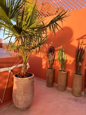 four potted plants are lined up against a wall at Riad Bamaga in Marrakech