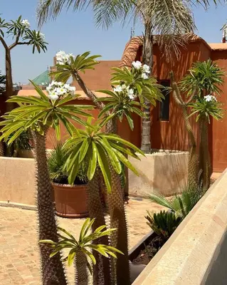 a group of palm trees in front of a house at Riad Rossi in Marrakech