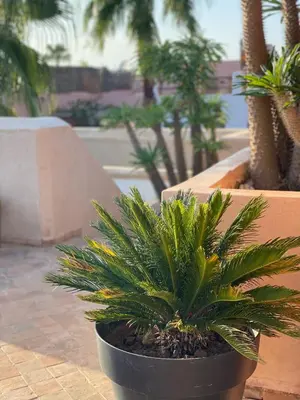 a green plant in a black pot on a patio at Riad Rossi in Marrakech
